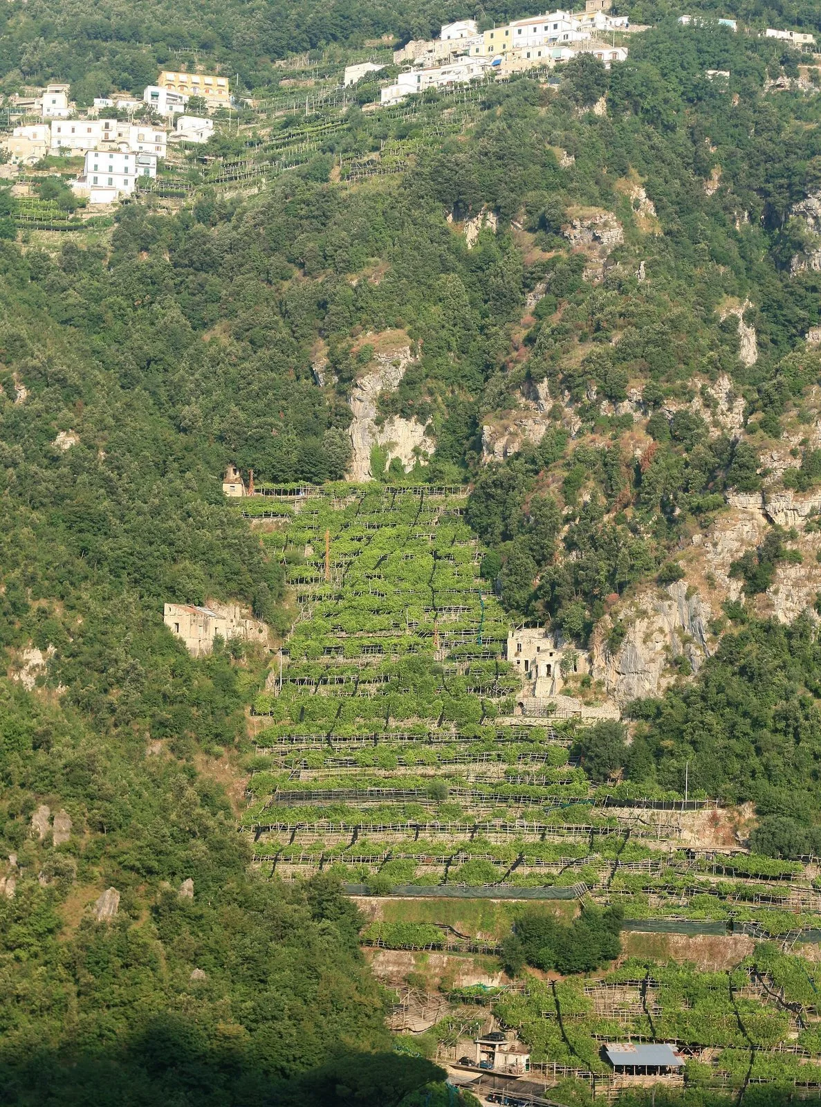 Terrazzamenti di limoni sui versanti della Costiera